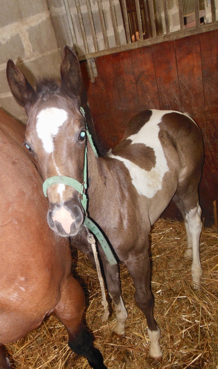 Painthorses à vendre par Phil’ing Horse Haras du Vallon des Crins Noirs