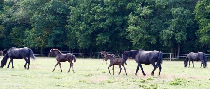 A vendre - Haras du Vallon des Crins Noirs